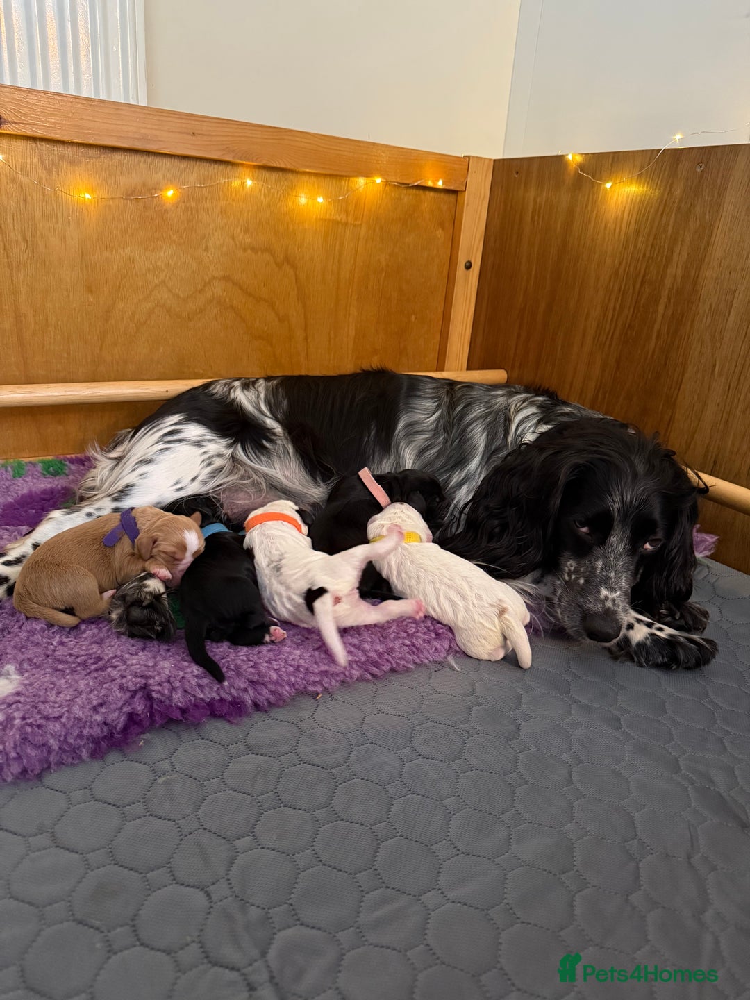 Cocker Spaniel dogs for sale: Gorgeous KC registered Working Cocker Spaniels - Image 2