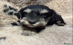Miniature Schnauzer dogs for sale: Beautiful miniature schnauzers pups - Image 4