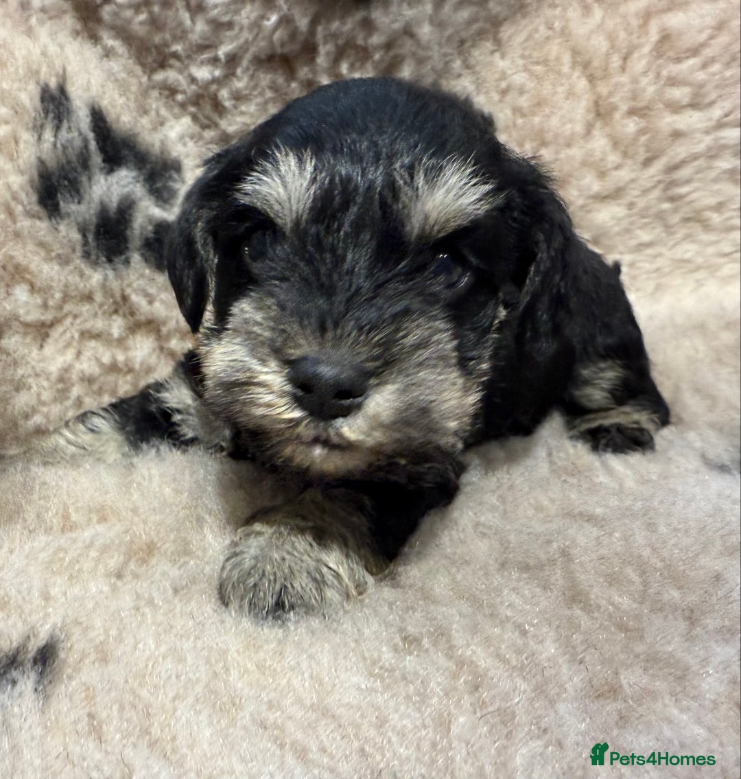 Miniature Schnauzer dogs for sale: Beautiful miniature schnauzers pups - Image 4