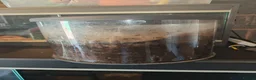 Tarantulas invertebrates for sale: tarantulas, Scorpions, Geckos,bugs and snails. - Advert 23