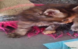 Maine Coon cats for sale: Fully health tested and Tica registered  in Great Missenden - Image 21