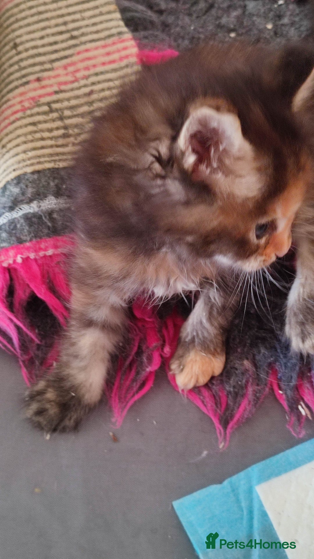Maine Coon cats for sale: Fully health tested and Tica registered  in Great Missenden - Image 21