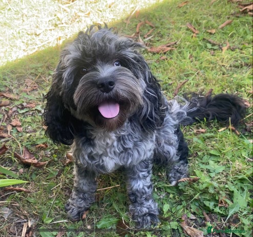 Cavapoo dogs - Advert 1