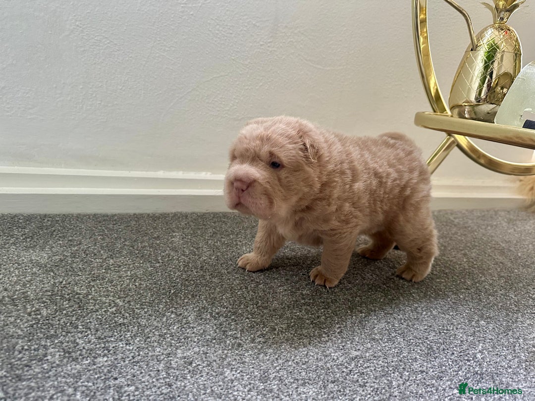 Shar Pei dogs for sale: Top quality bear coat sharpei  - Image 25