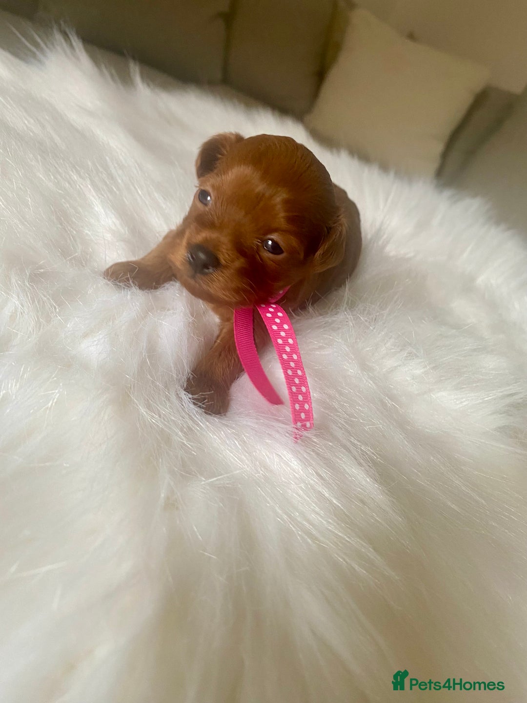 Maltipoo dogs for sale: 🌸Adorable Asian Maltipoo Puppy  - Image 11