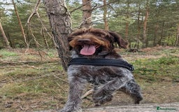 German Wirehaired Pointer dogs for sale: German Wirehaired pointer puppies  - Advert 5