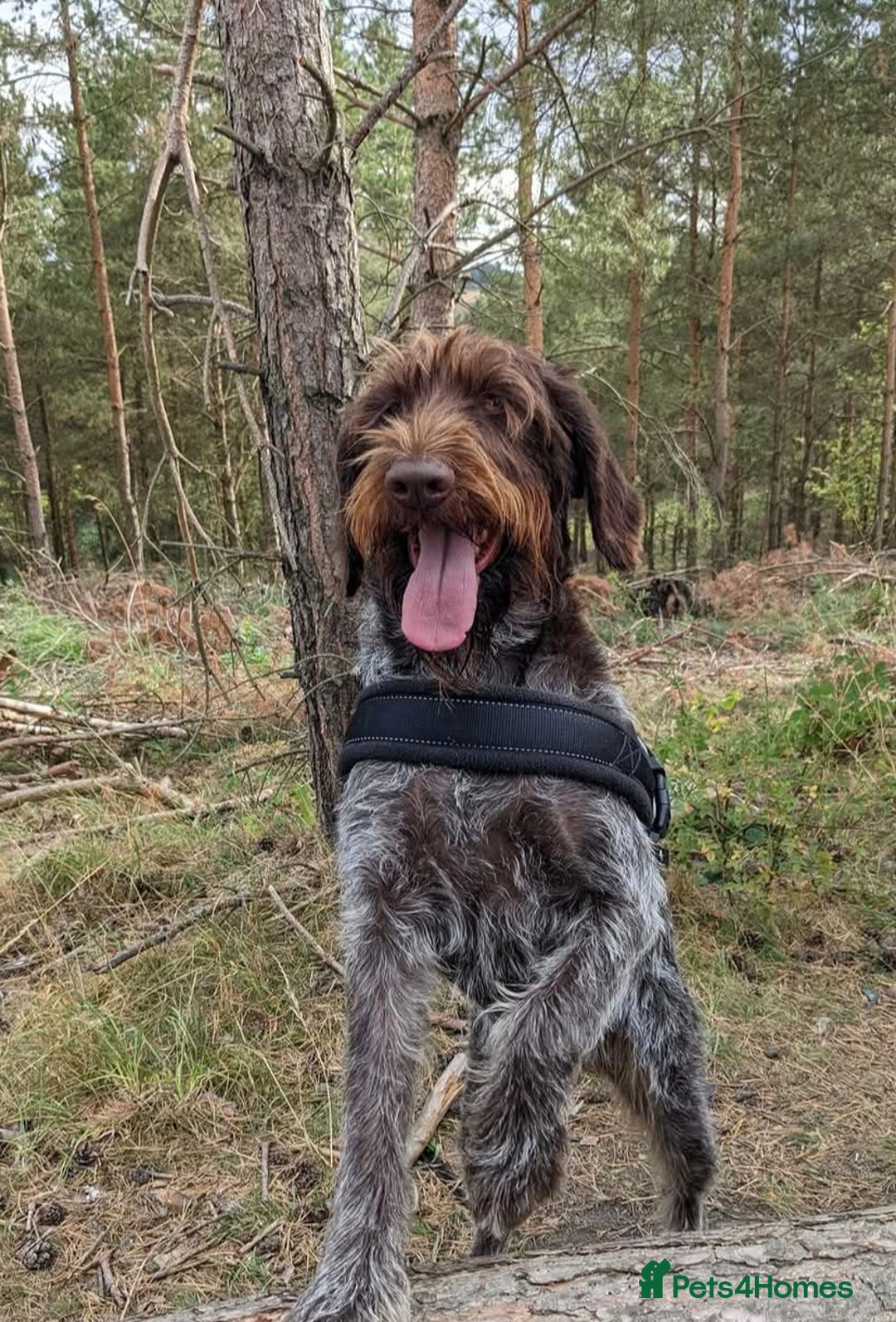 German Wirehaired Pointer dogs for sale: German Wirehaired pointer puppies  - Advert 5