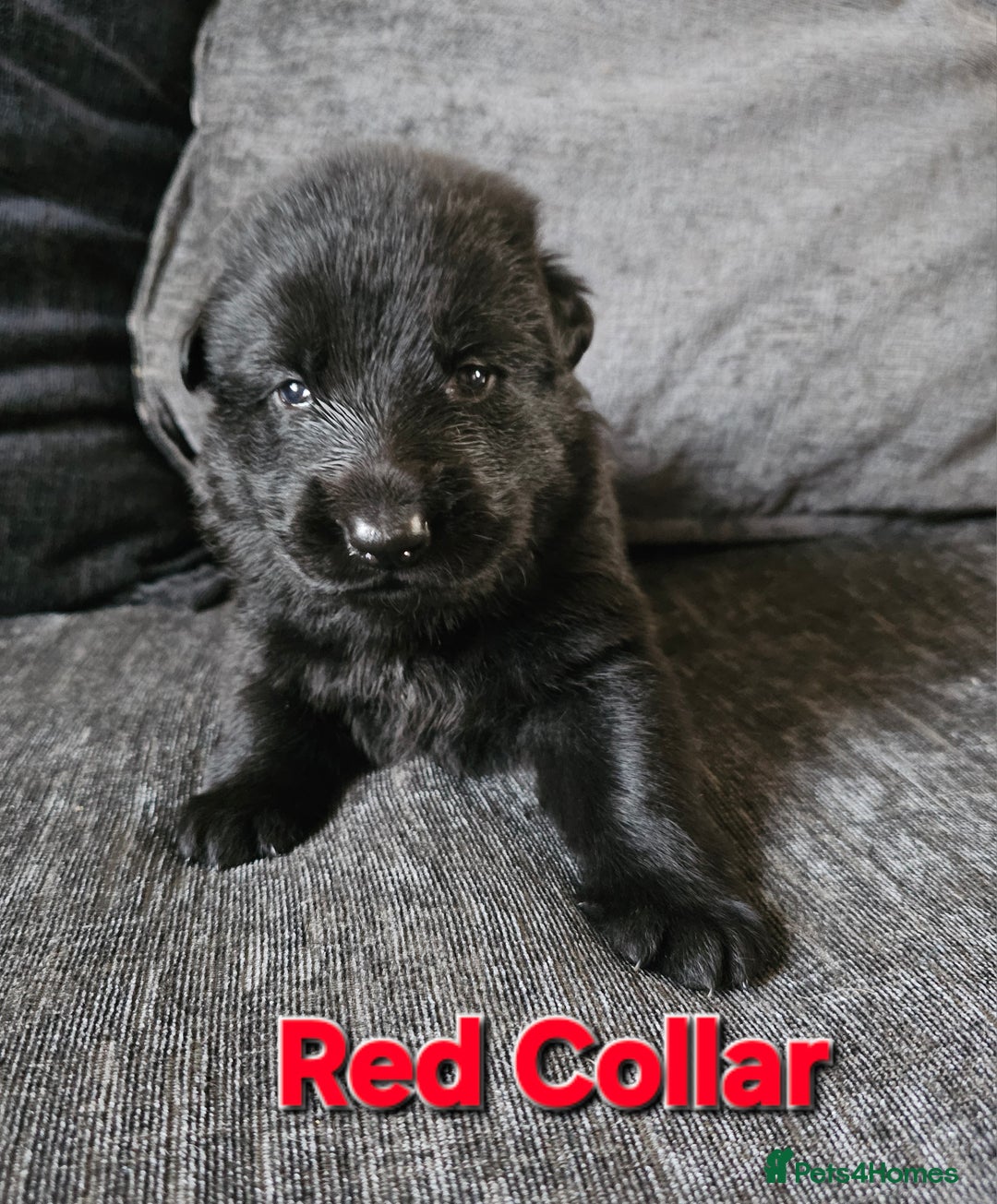 German Shepherd dogs for sale: ✴️3 purebred KC registered straight back GSP's✴️ - Advert 16