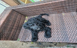 Cockapoo dogs for sale: Cockapoo Puppies - Ready now - Image 11