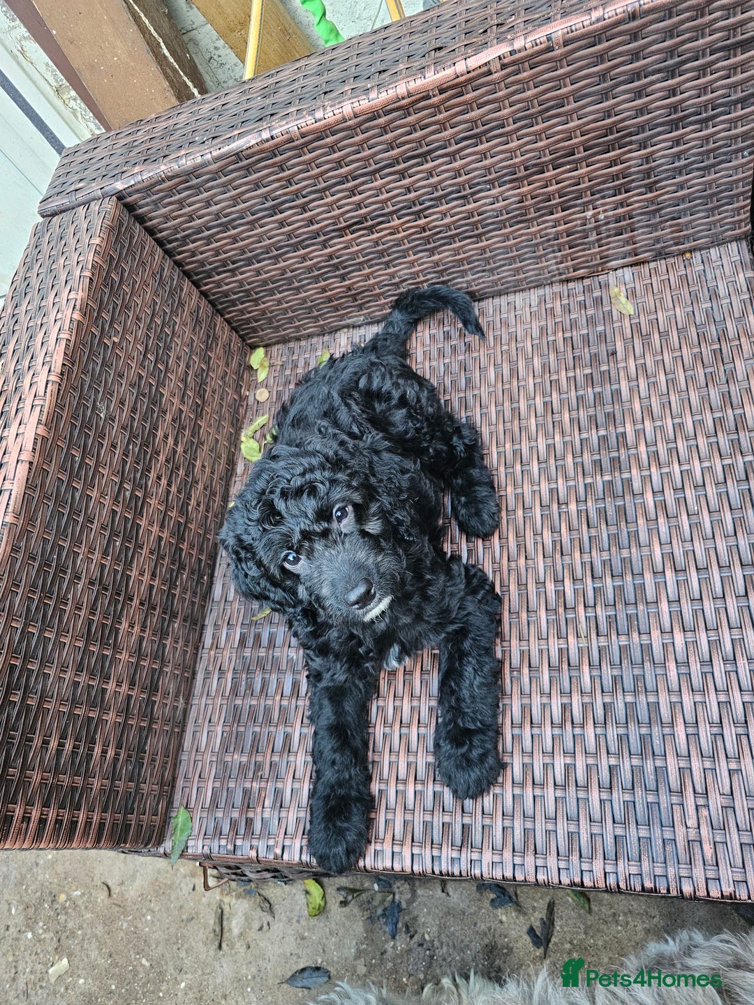 Cockapoo dogs for sale: Cockapoo Puppies - Ready now - Image 11
