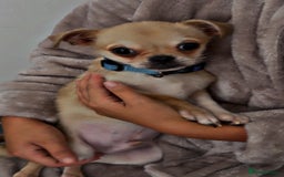 Chug dogs for sale: Chug male  - Image 5