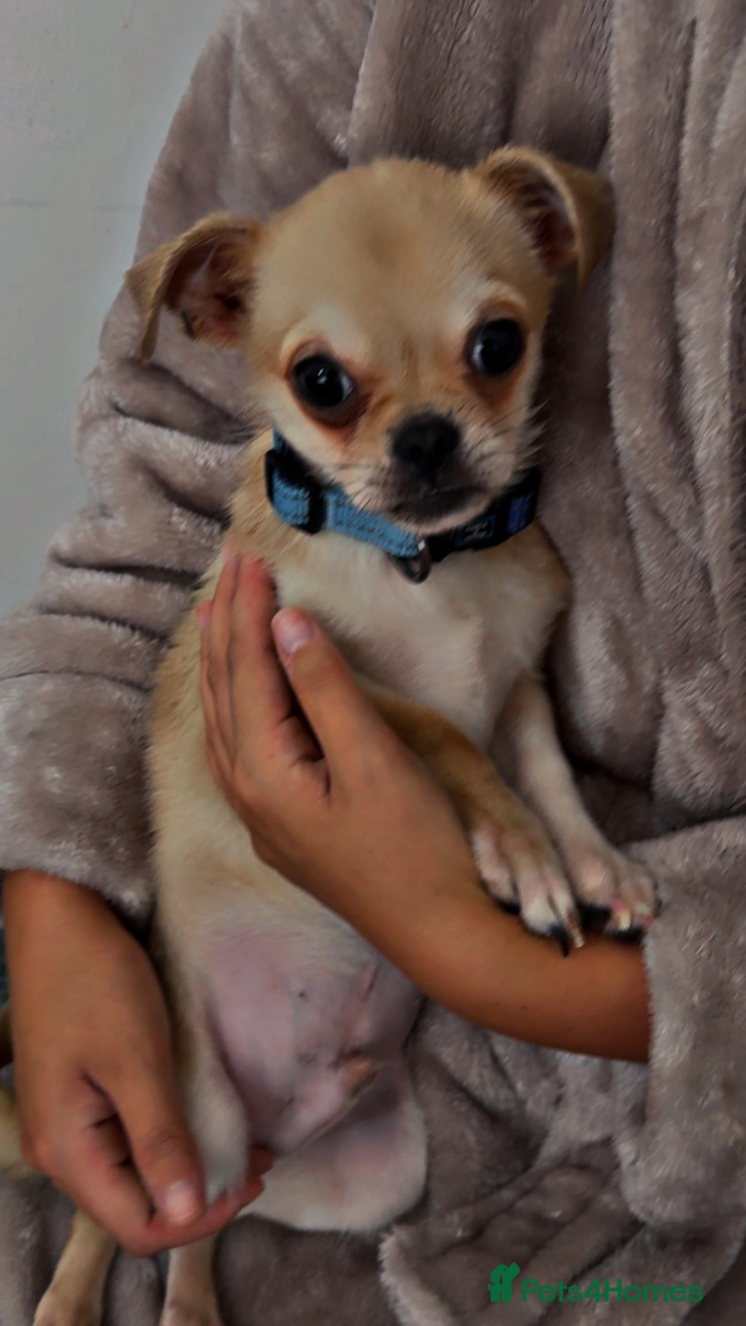 Chug dogs for sale: Chug male  - Image 5