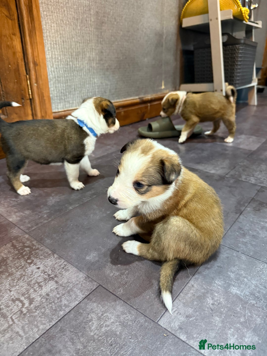 Mixed Breed dogs for sale: Border collie X Welsh collie pups - Advert 8