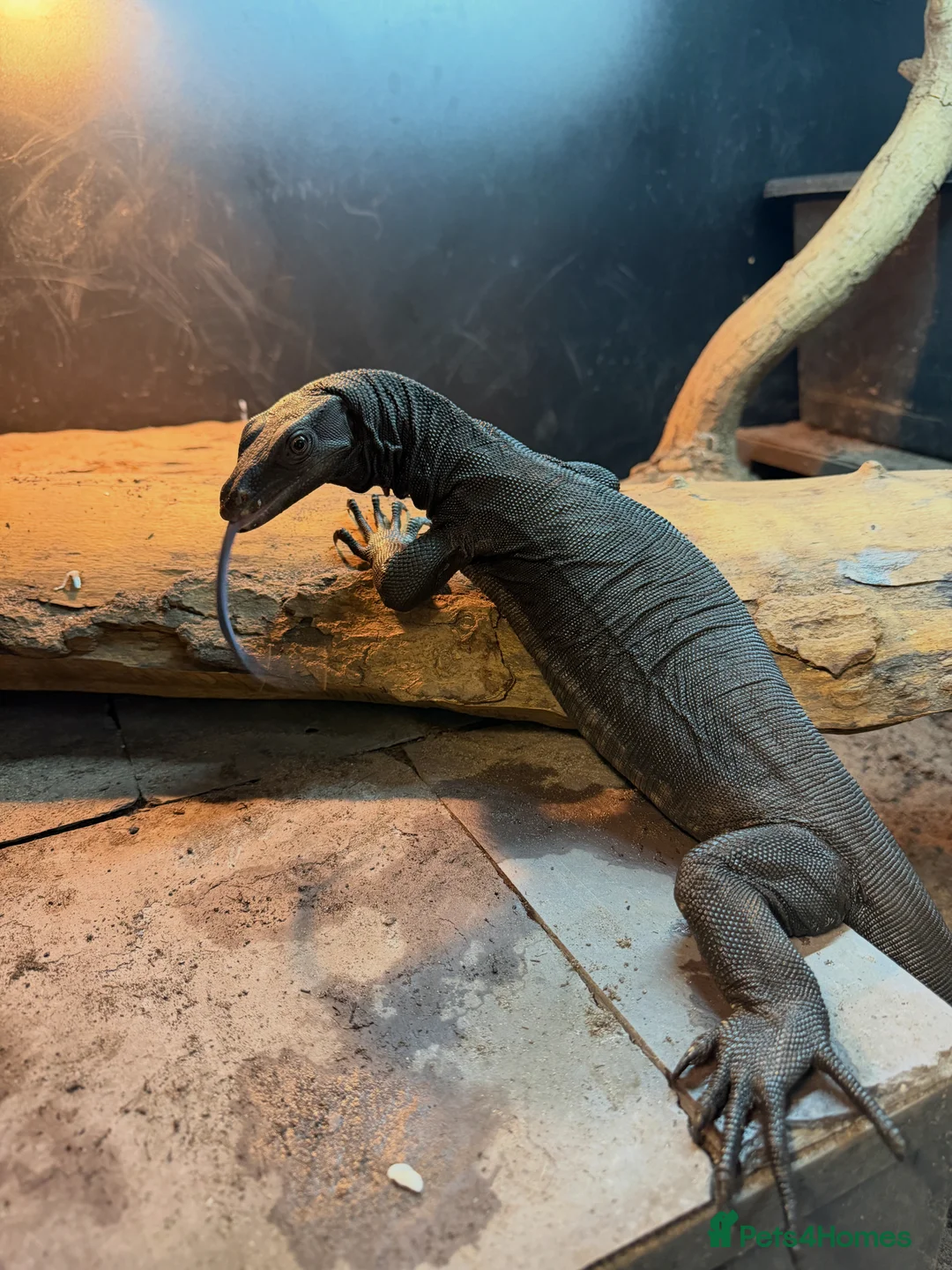 Monitor reptiles for sale: Female black dragon - Advert 1
