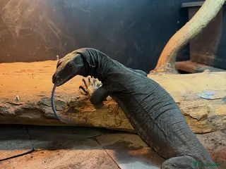 Monitor reptiles Female black dragon - Advert 3