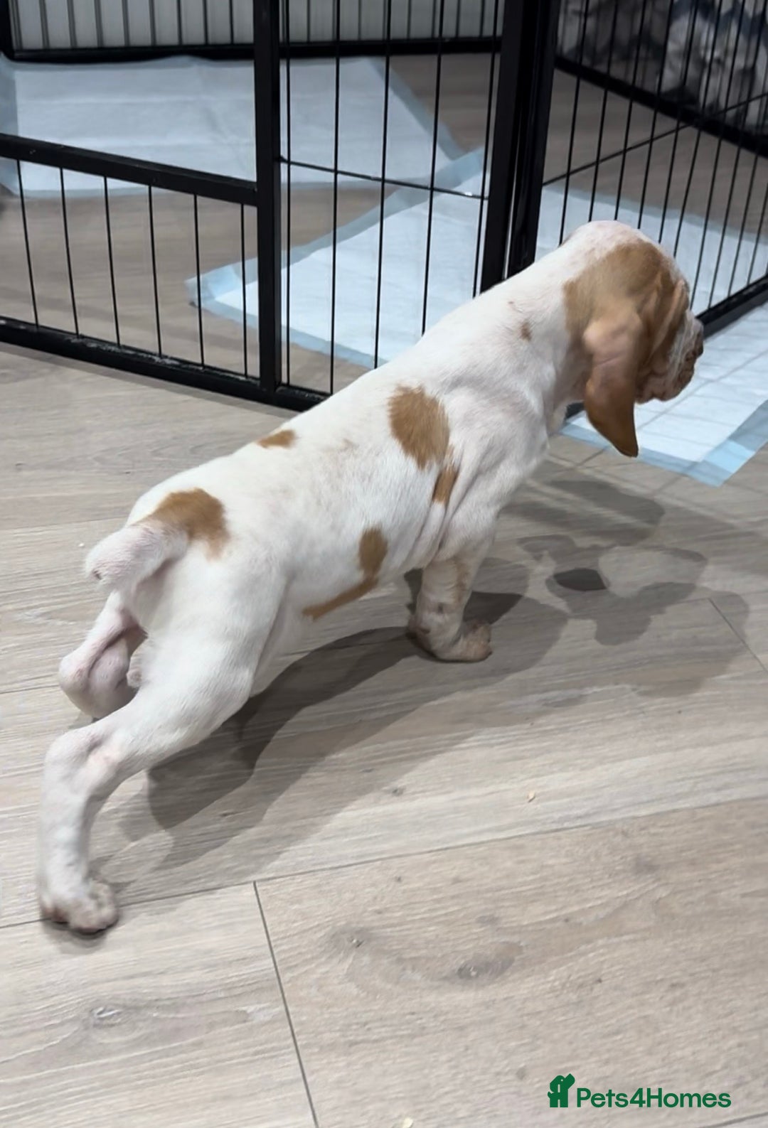 Bracco Italiano dogs for sale: KC TOP QUALITY BRACCO PUP AVAILABLE  - Advert 13