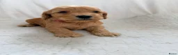 Cockapoo dogs for sale: F1 apricot cockapoo puppies  - Advert 9