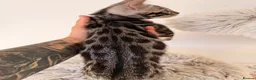 Bengal cats for sale: Exceptional Silver Bengal Kittens - Advert 7