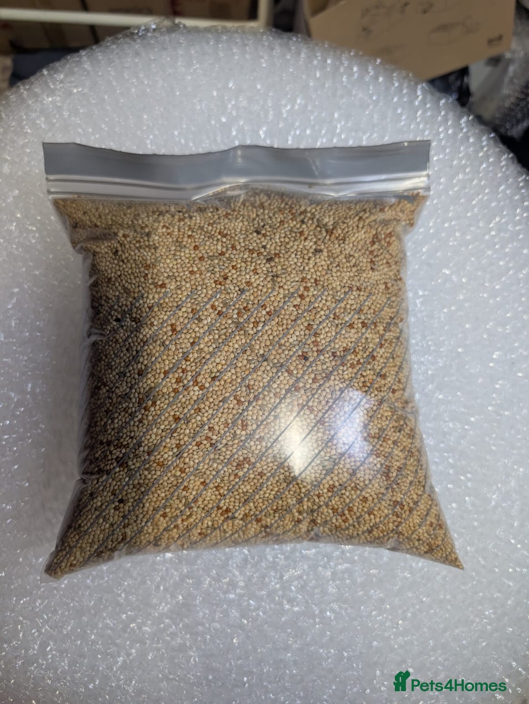 Budgerigars birds for sale: All Colours in Budgies - Advert 16