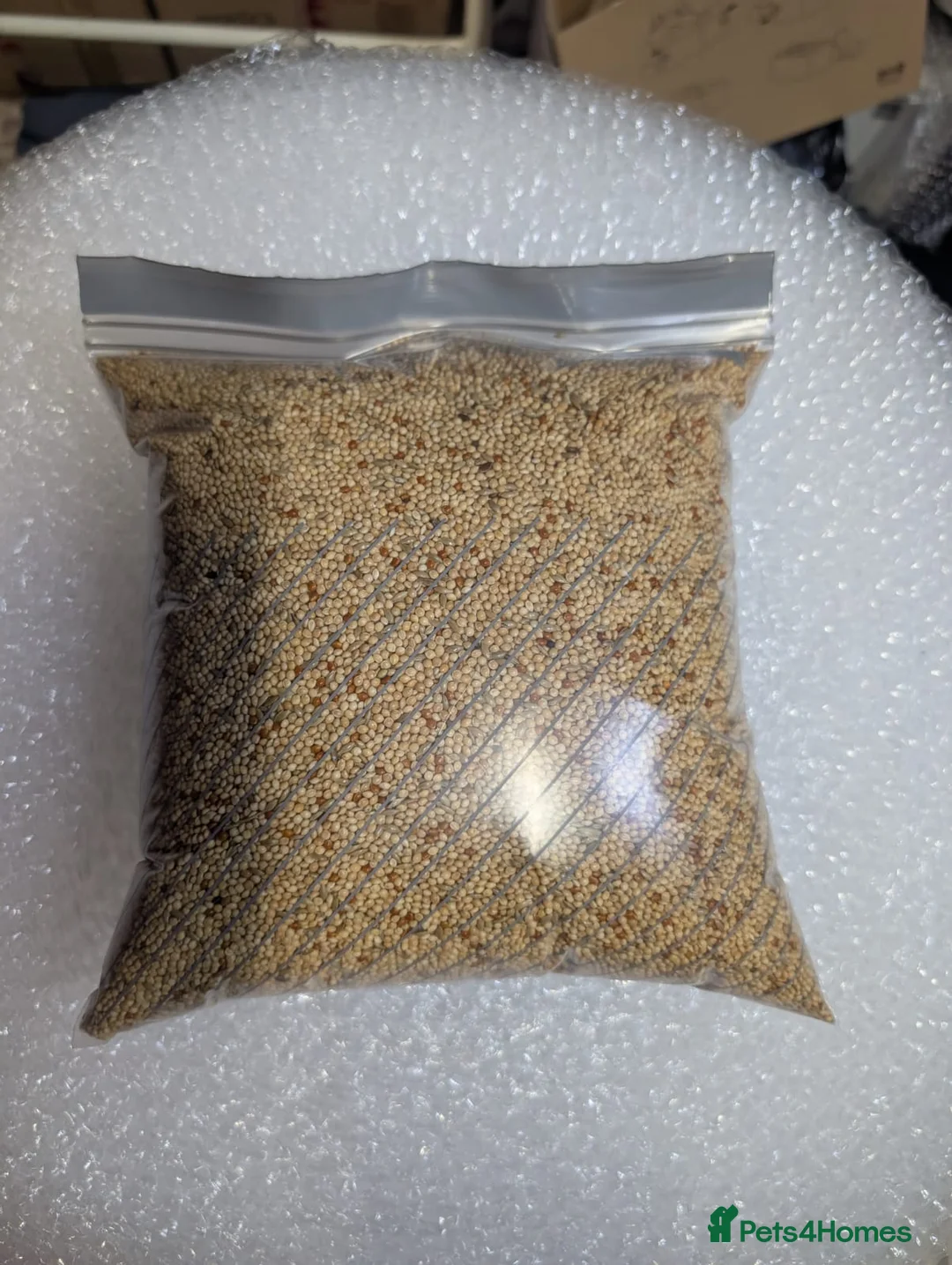 Budgerigars birds for sale: All Colours in Budgies - Advert 16