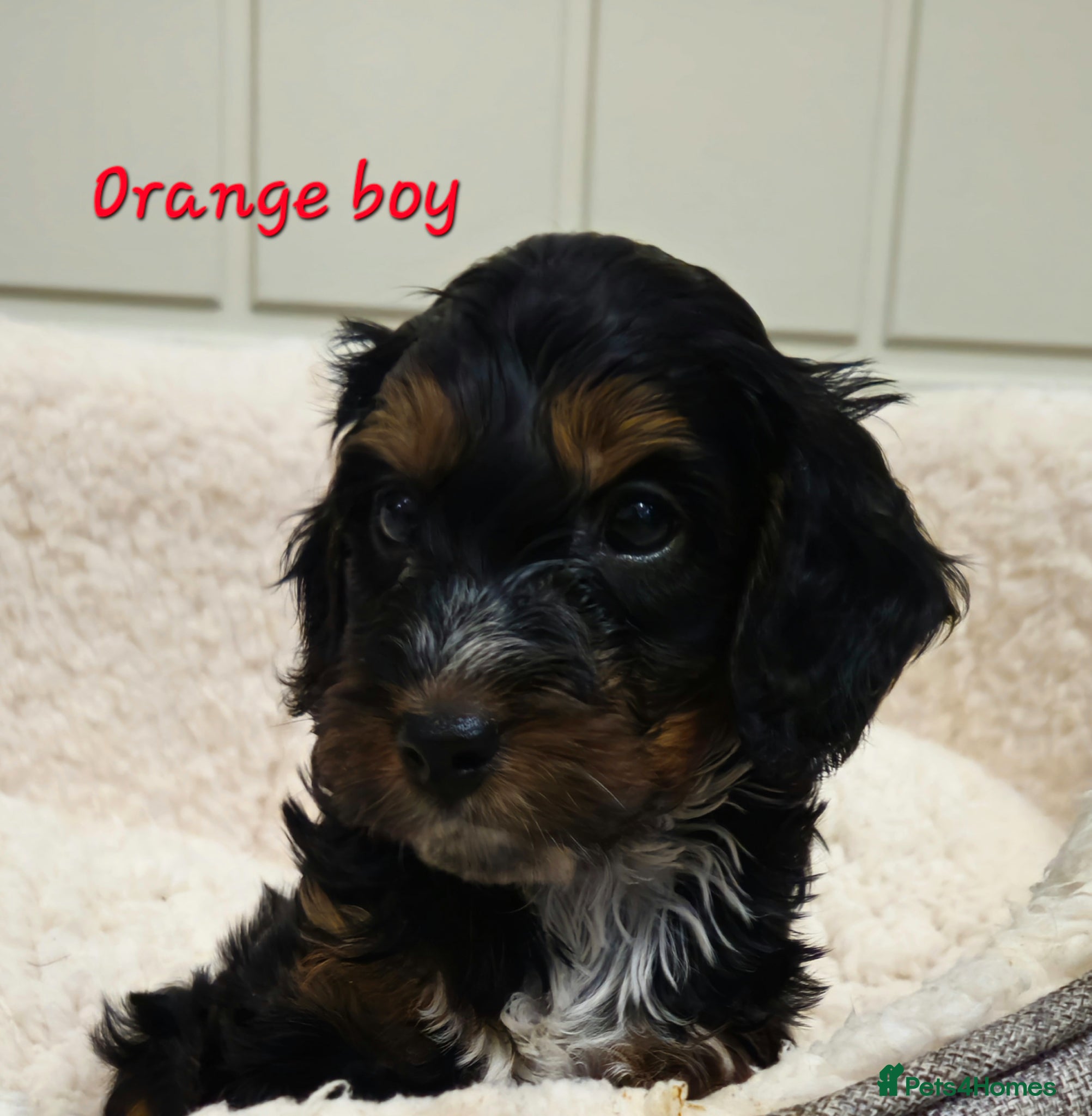 Cockapoo dogs Ready next week!Licensed insured breeder! Boys!! - Advert 2