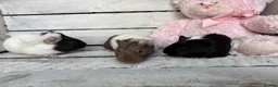 Guinea Pig rodents for sale: Trio of beautiful female baby guinea pigs for sale - Advert 4