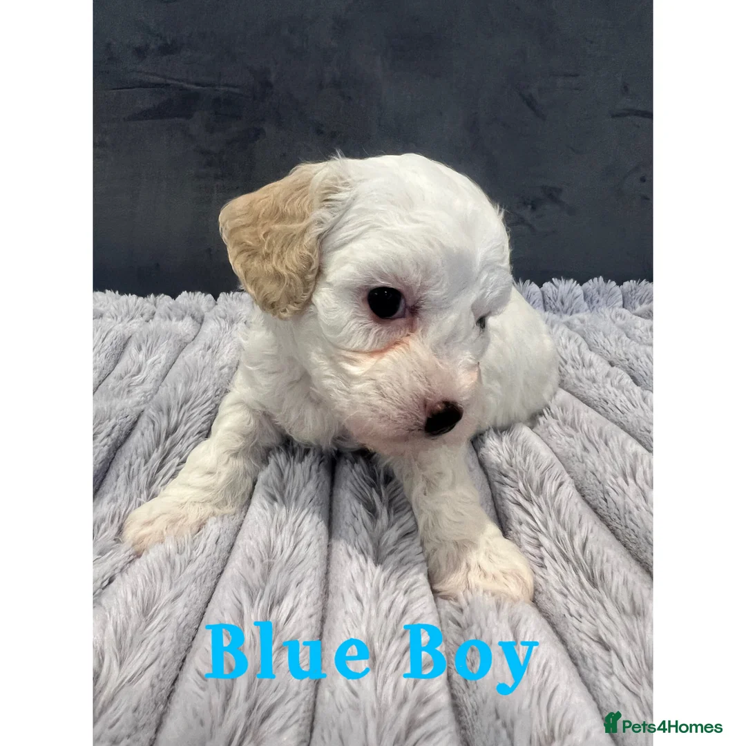 Cavachon dogs for sale: 🐶 Adorable Cavachon Puppies for Sale! 🐾 - Advert 7