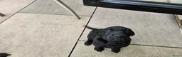Labrador Retriever dogs for sale: Working Labrador puppies  - Advert 16