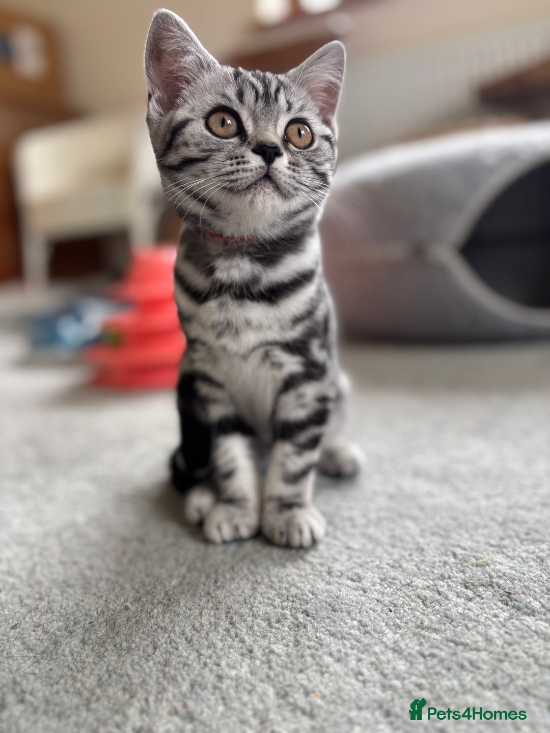 British Shorthair cats for sale: ❤️❤️ GORGEOUS SILVER TABBY BSH GCCF ❤️❤️ - Image 5