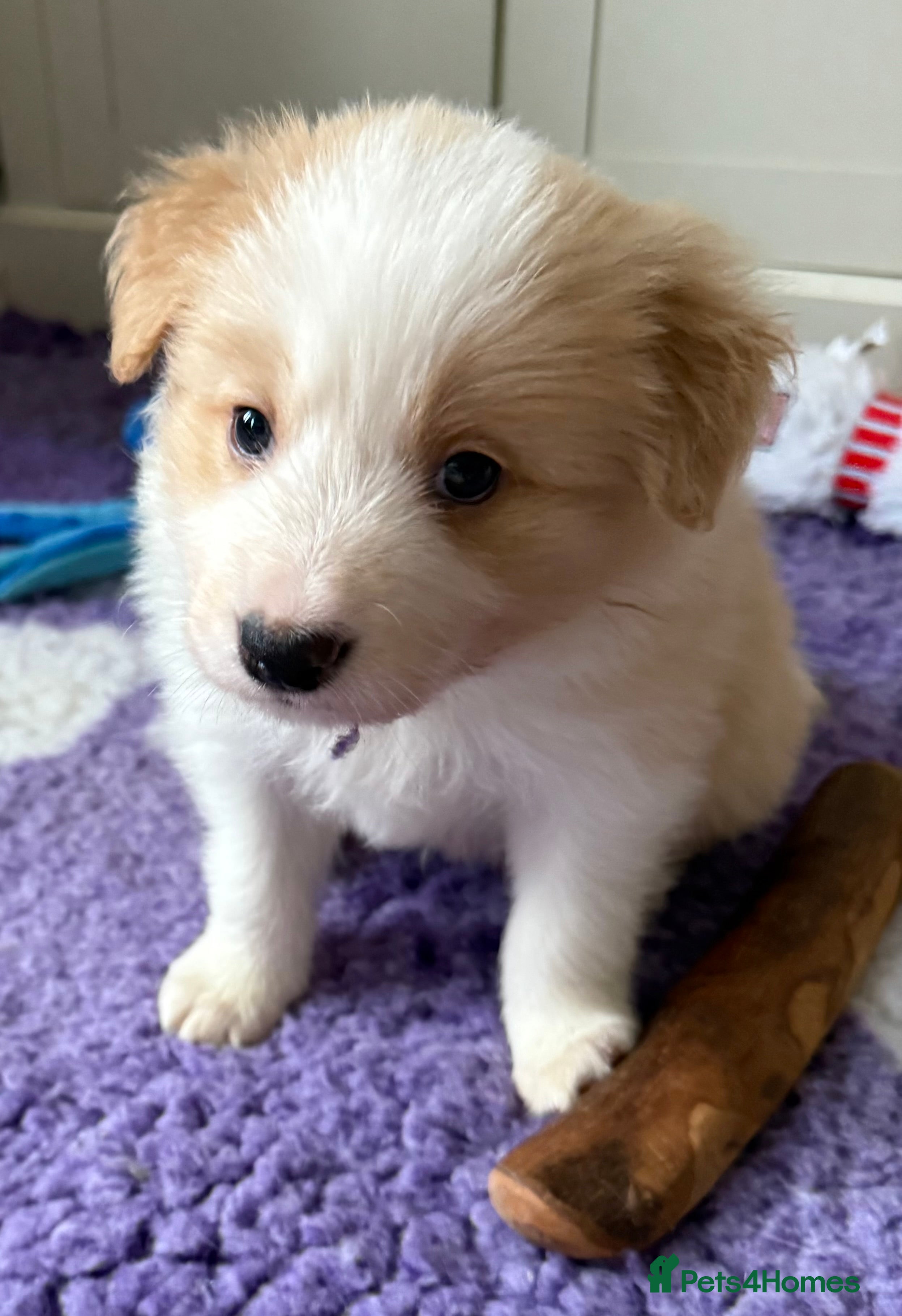 Border Collie dogs Stunning Traditional Show Line Health Tested Pups - Advert 4