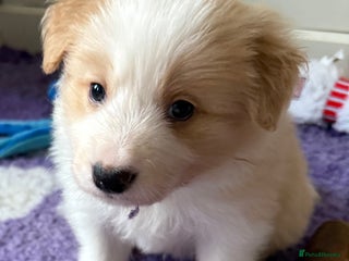 Border Collie dogs Stunning Traditional Show Line Health Tested Pups - Advert 2