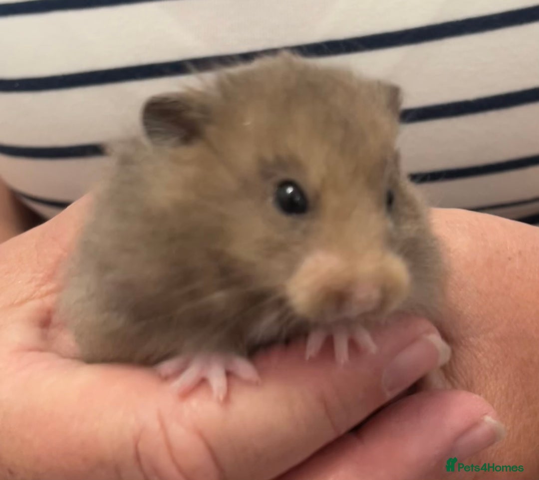 Hamster rodents for sale: Baby Syrian hamsters from show stock  - Image 7