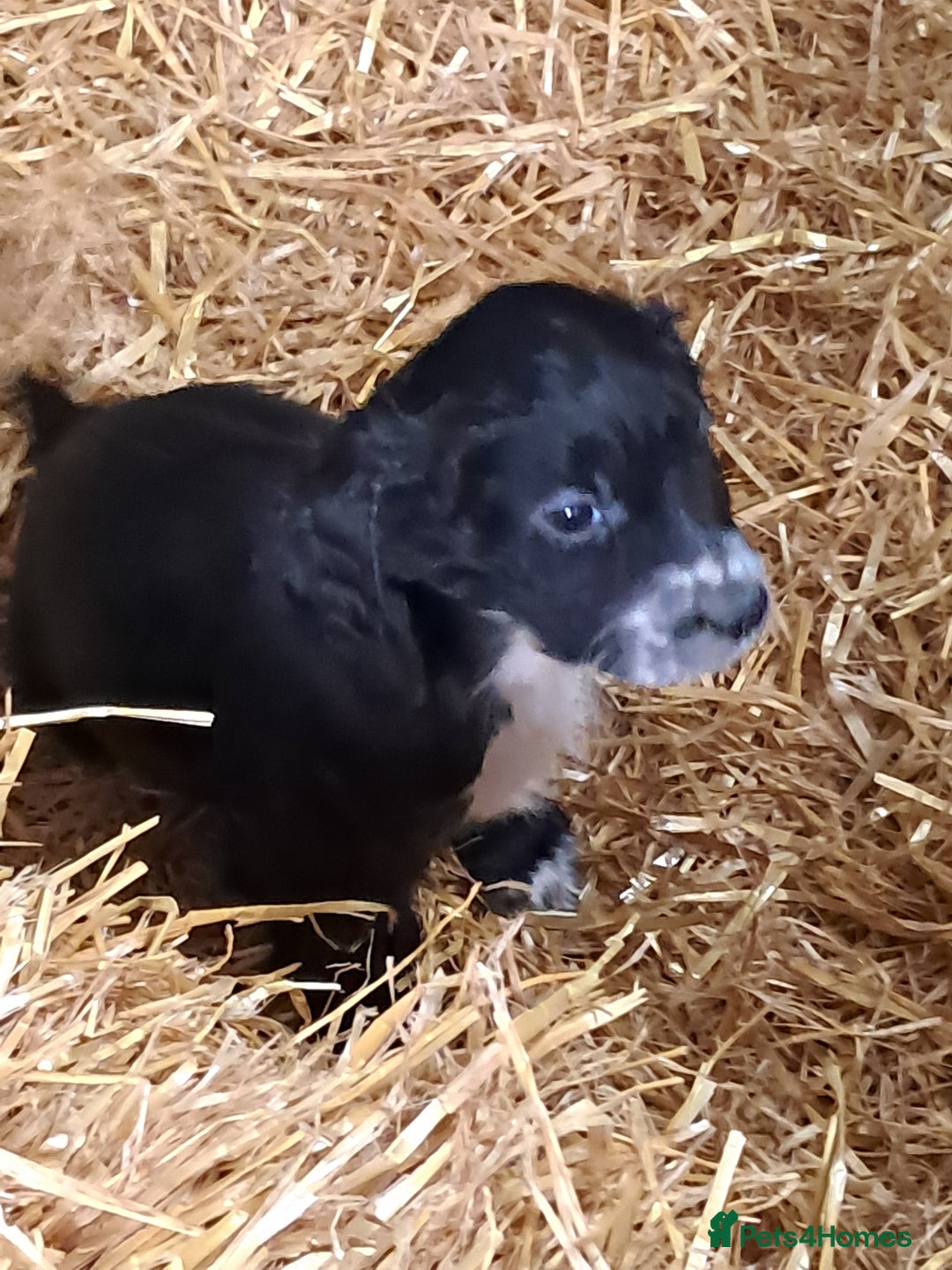 Sprocker dogs for sale: Sprocker Puppies - Advert 2