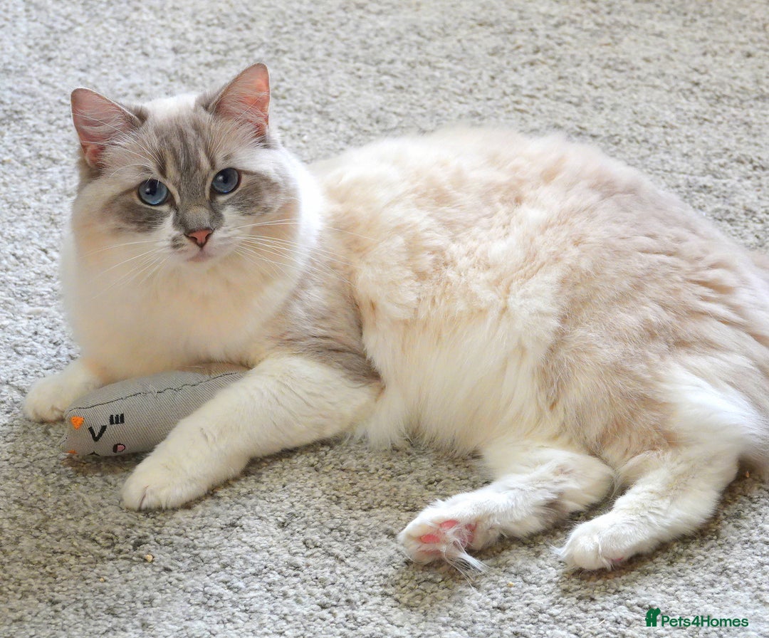 Ragdoll cats for sale: Beautiful GCCF Reg Adult Ragdoll - Image 1