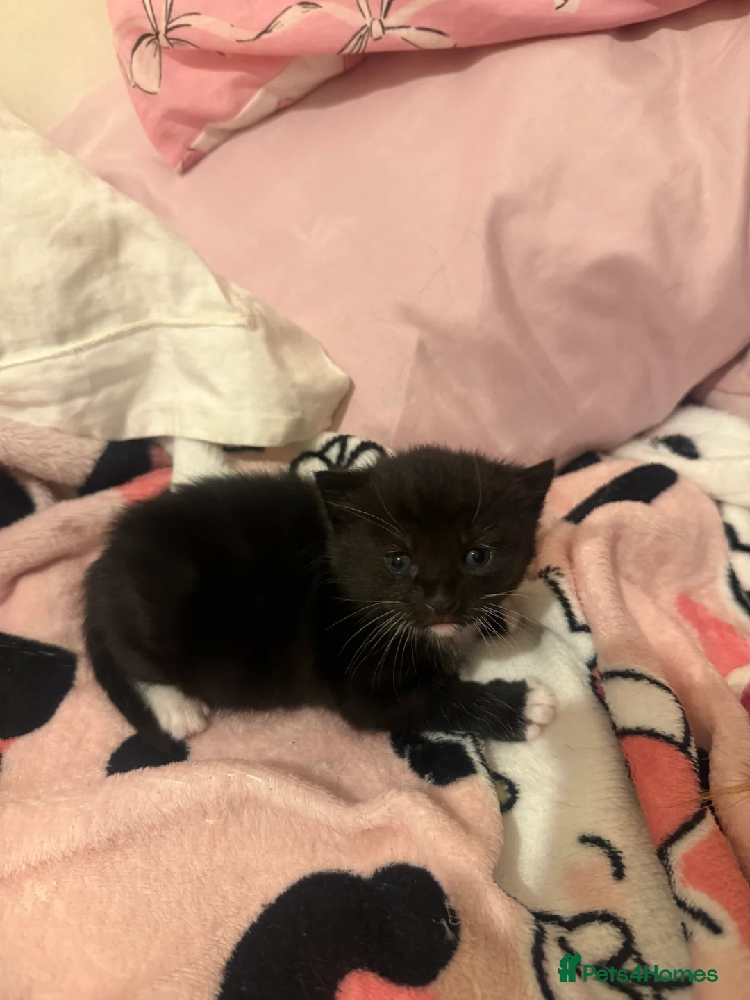 Mixed Breed cats for sale: Russian blue x tabby  - Advert 7