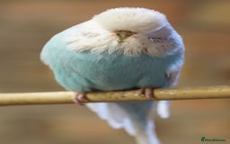 Budgerigars birds for sale: Budgies  - Image 13