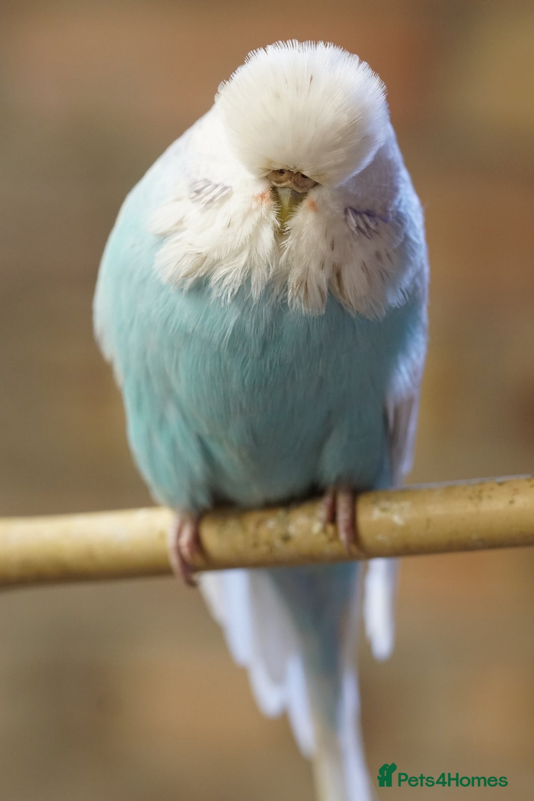 Budgerigars birds for sale: Budgies  - Image 13