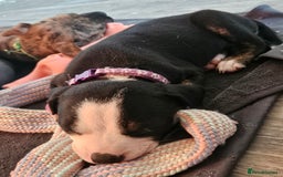 Mixed Breed dogs for sale: American Bulldog Cross Staffy puppies  - Image 10