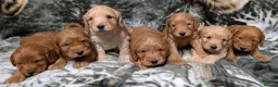 Cockapoo dogs for sale: Quality F1 Cockapoo puppies, Health tested parents - Advert 1