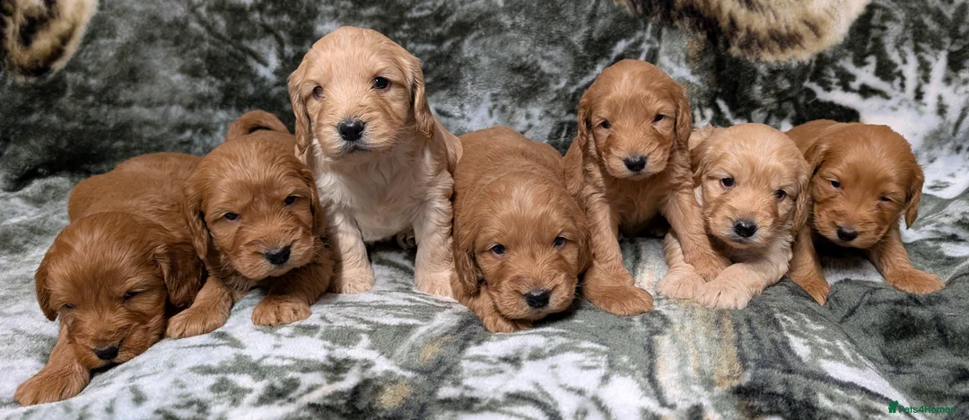 Cockapoo dogs for sale: Quality F1 Cockapoo puppies, Health tested parents - Advert 1