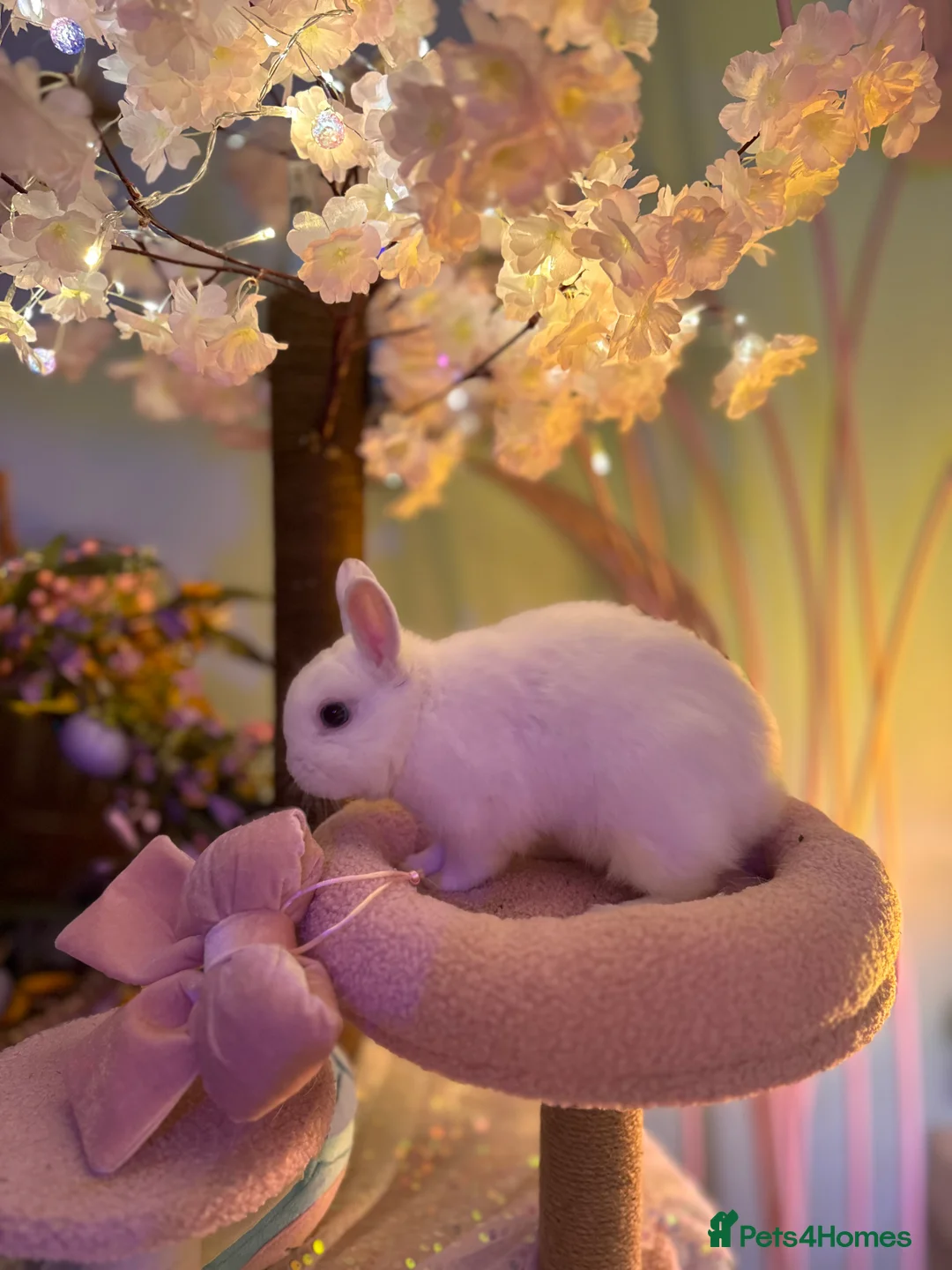 Netherland Dwarf rabbits for sale: Urgent rehoming. Young Netherland dwarf+ mini lop - Advert 31