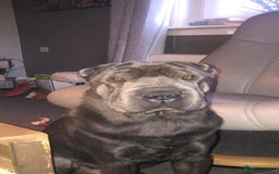 Shar Pei dogs for sale: 2 females 3 males Shar pei pups - Image 4
