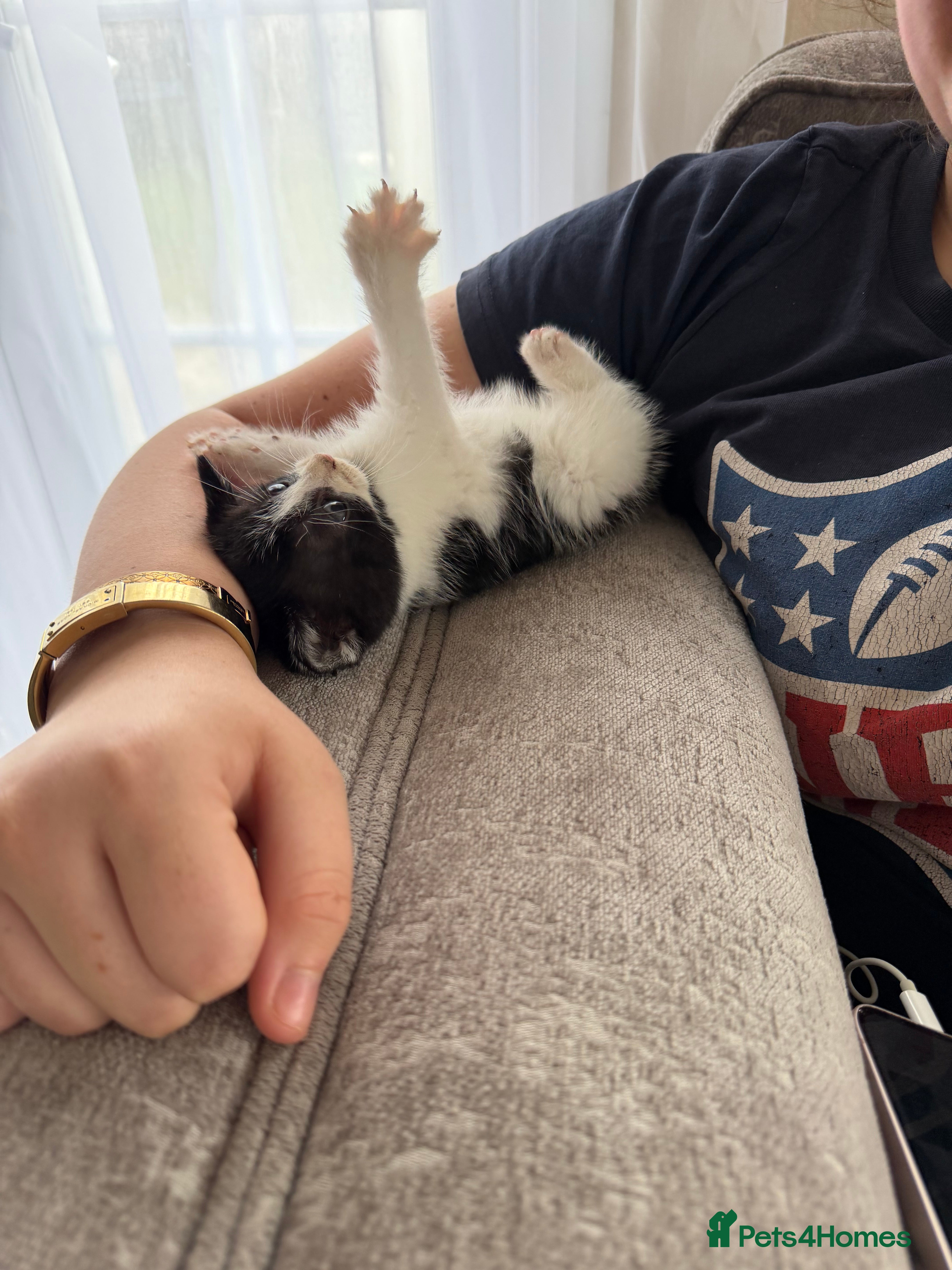 Domestic Shorthair cats for sale: 1 girl and 2 boys - Advert 8