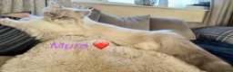 Siberian cats for sale: Really pretty Pedigree Siberian kittens in Droitwich - Advert 1