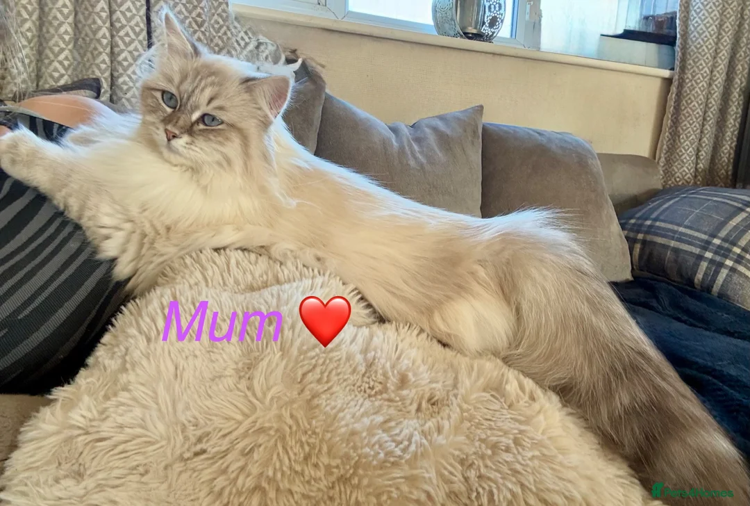 Siberian cats for sale: Really pretty Pedigree Siberian kittens in Droitwich - Advert 1