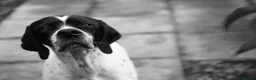 Pointer dogs for sale: 🩵🩵 English Pointer 🩵🩵 - Advert 10