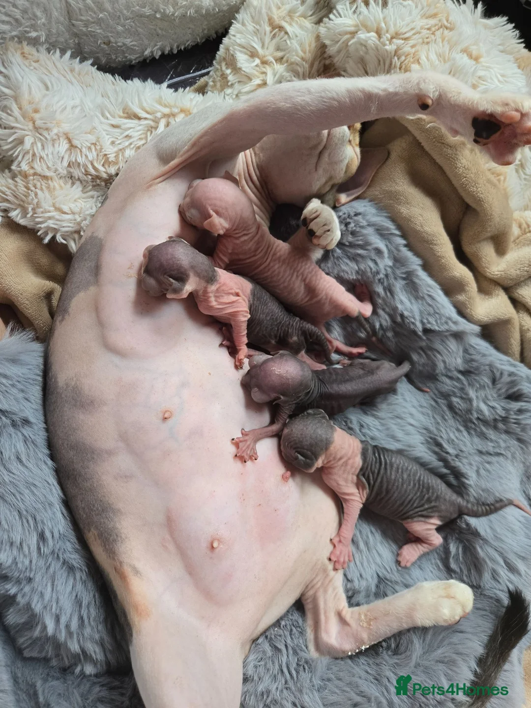 Sphynx cats for sale: Stunning Sphynx boy kitten TICA & GCCF  - Advert 2