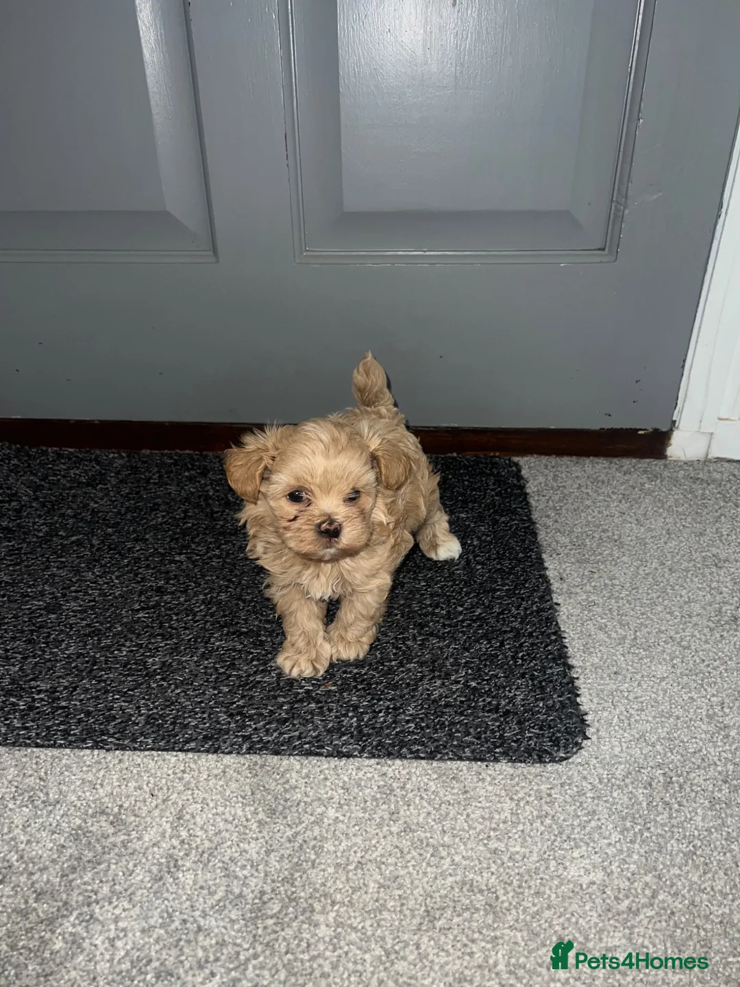Maltipoo dogs for sale: Tiny F1 Asian maltipoo✨  - Advert 2