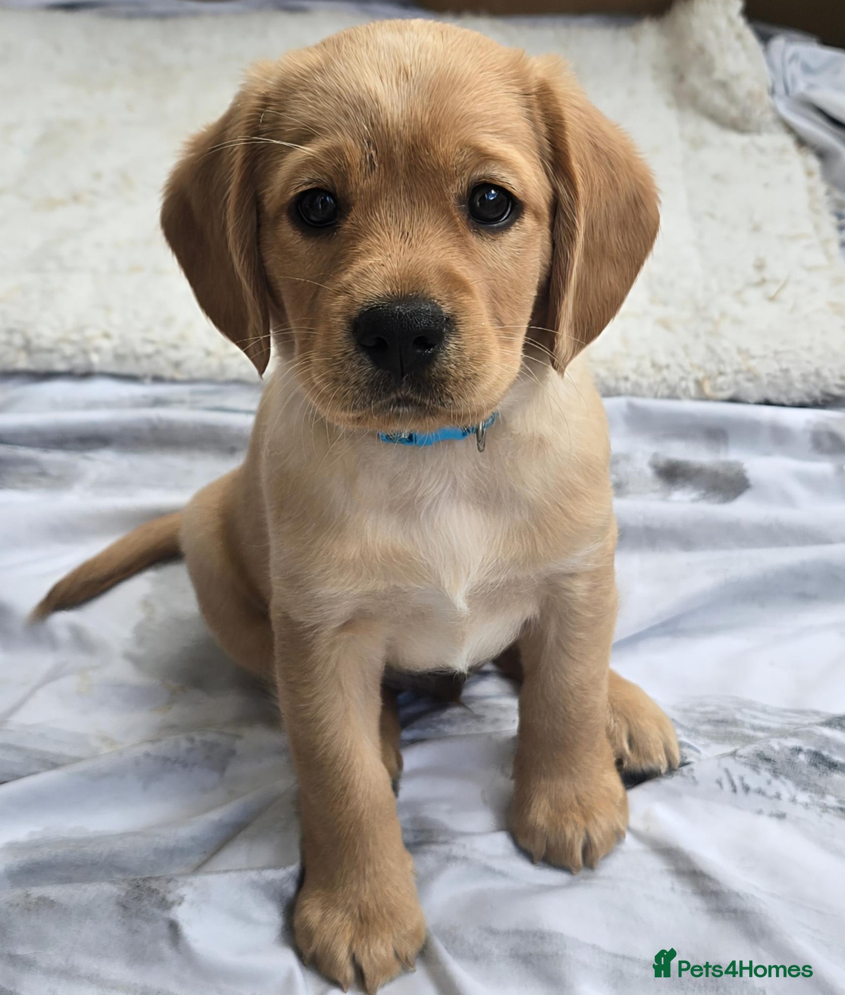 Mixed Breed dogs for sale: Cavador! Rare Ready 2 leave. 1 beautiful boy left. - Advert 11
