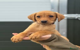 Labrador Retriever dogs for sale: Labrador pups looking for their forever home🏡  - Image 4